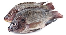BLACK TILAPIA 4 Kg