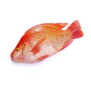 RED TILAPIA 4 Kg